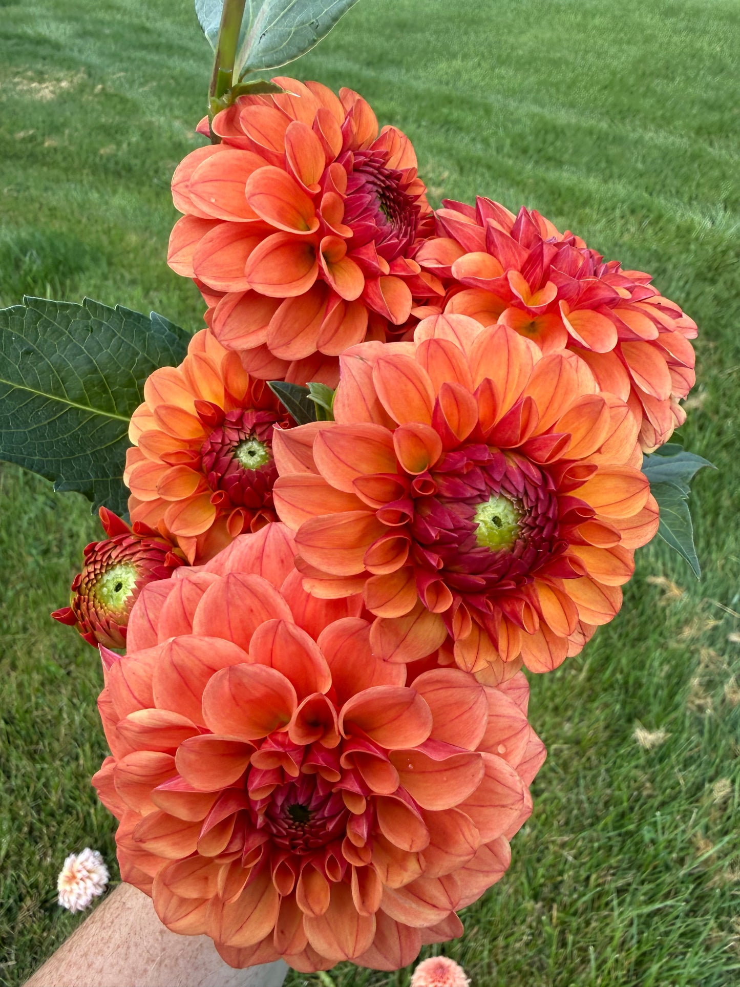 KA's® Blood Orange Dahlia Tuber