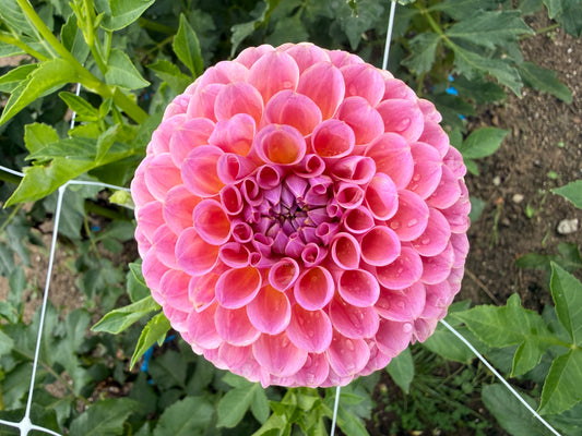 Jowey Winnie Dahlia Tuber