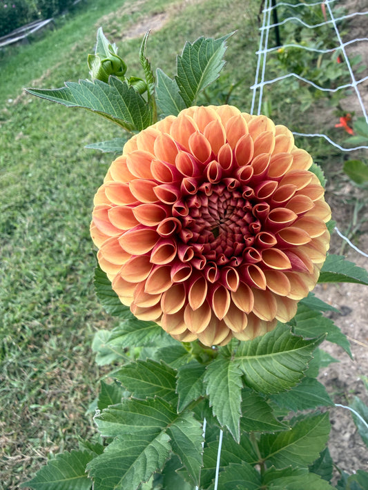 RM Autumn Harvest Dahlia Tuber