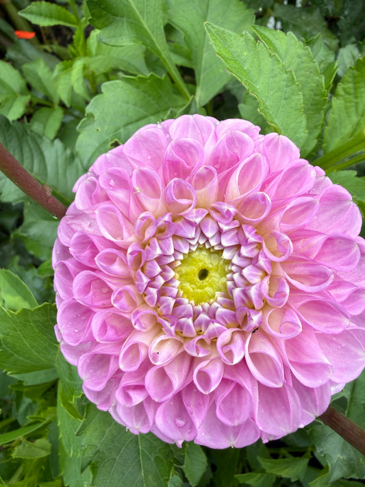 DL's Shy Violet Dahlia Tuber