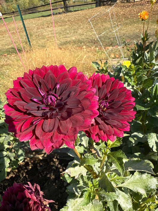 Hollyhill Black Widow Dahlia Tuber