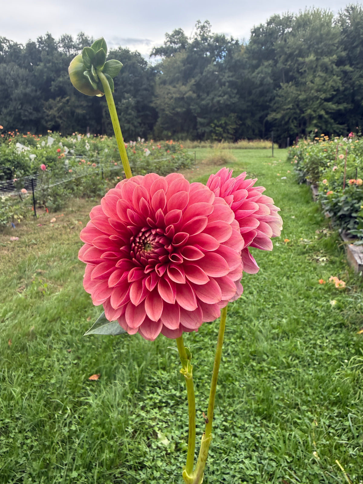 Levi's Blood Moon Dahlia Tuber