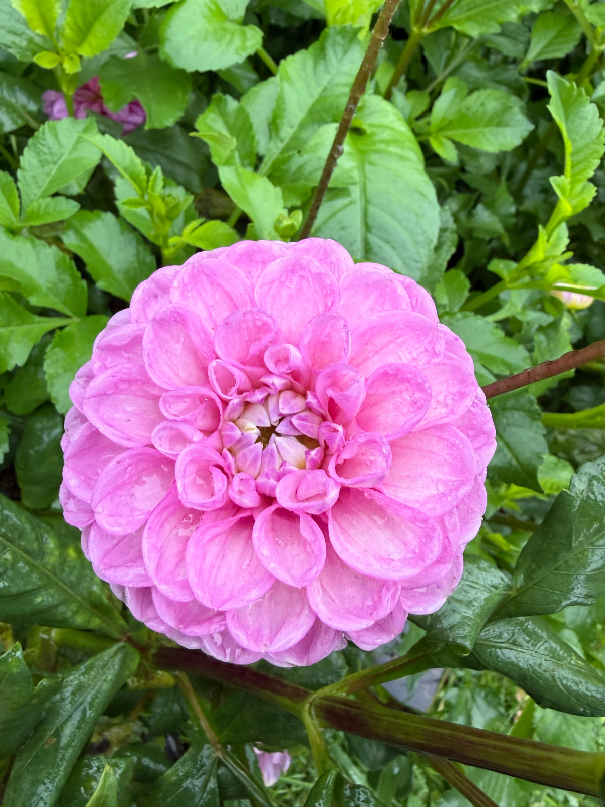 DL's Shy Violet Dahlia Tuber