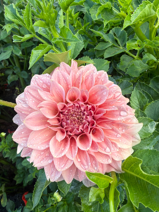 Devon Salmon Dahlia Tuber