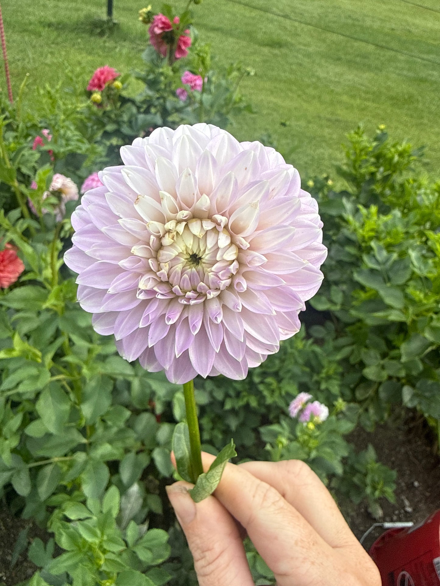 Coorabell Zoe Dahlia Tuber