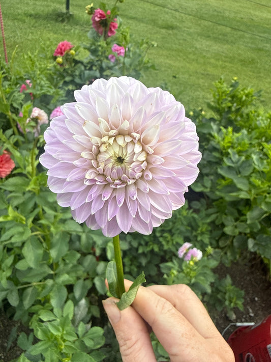 Coorabell Zoe Dahlia Tuber