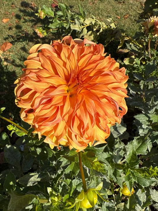 Bloomquist Jean Dahlia Tuber