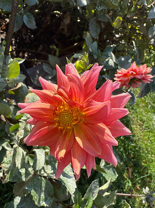 Sonic Bloom Dahlia Tuber