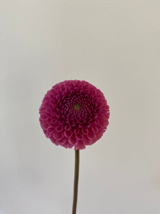 Ferncliff Rusty Dahlia Tuber
