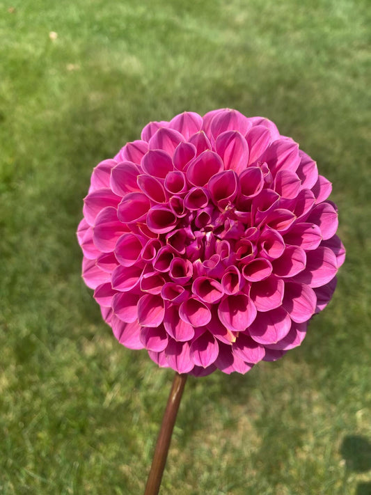 GC Pink Lemonade Dahlia Tuber