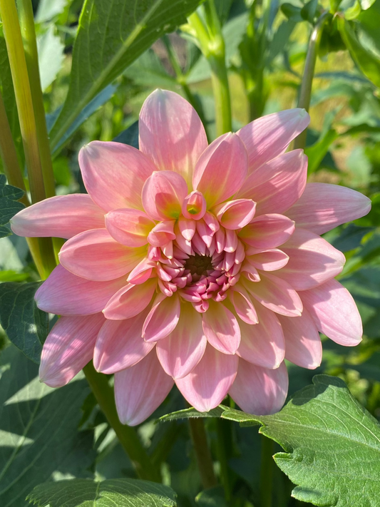 Gerrie Hoek Dahlia Tuber