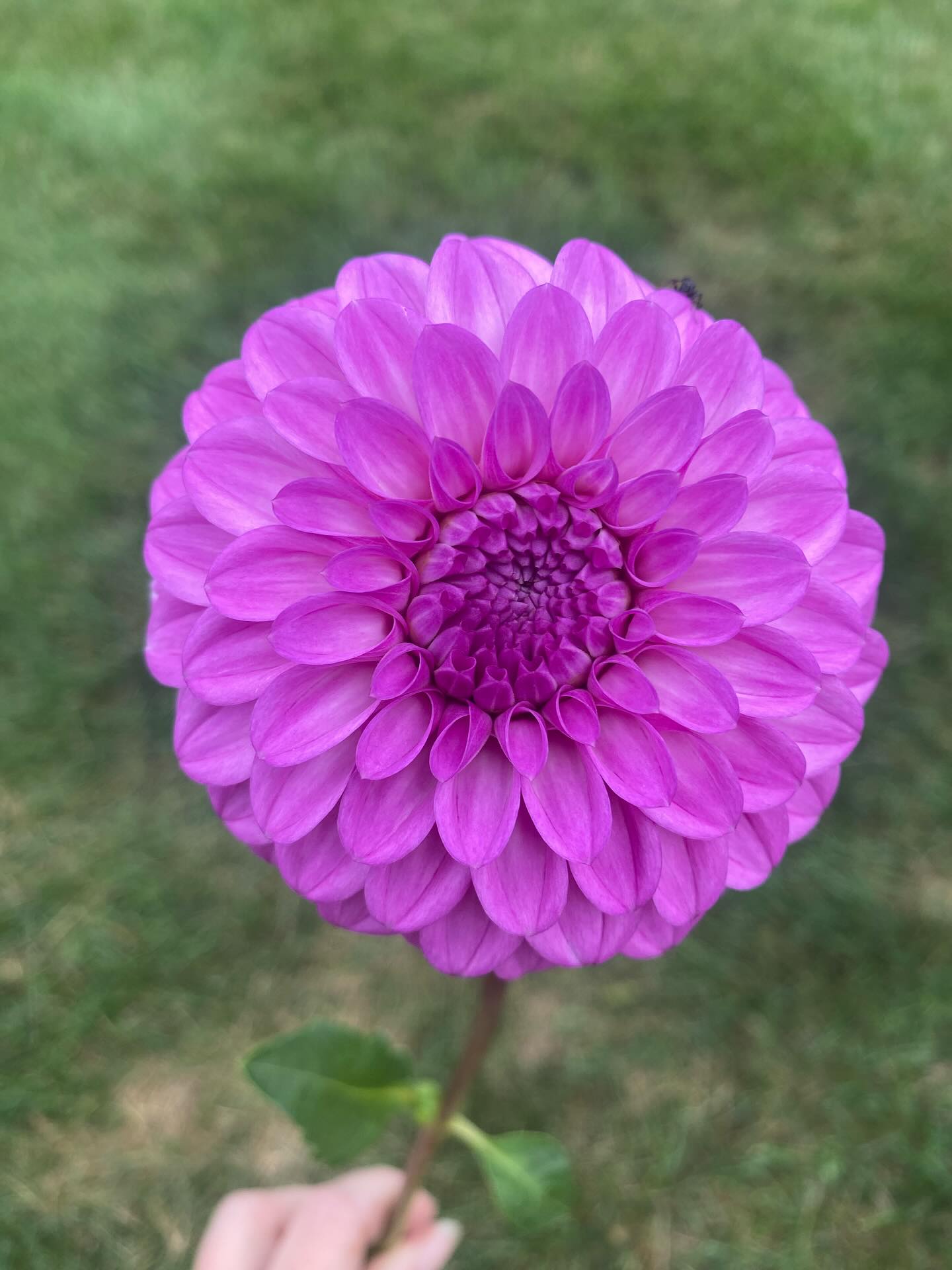 Glenmarc Skye Dahlia Tuber