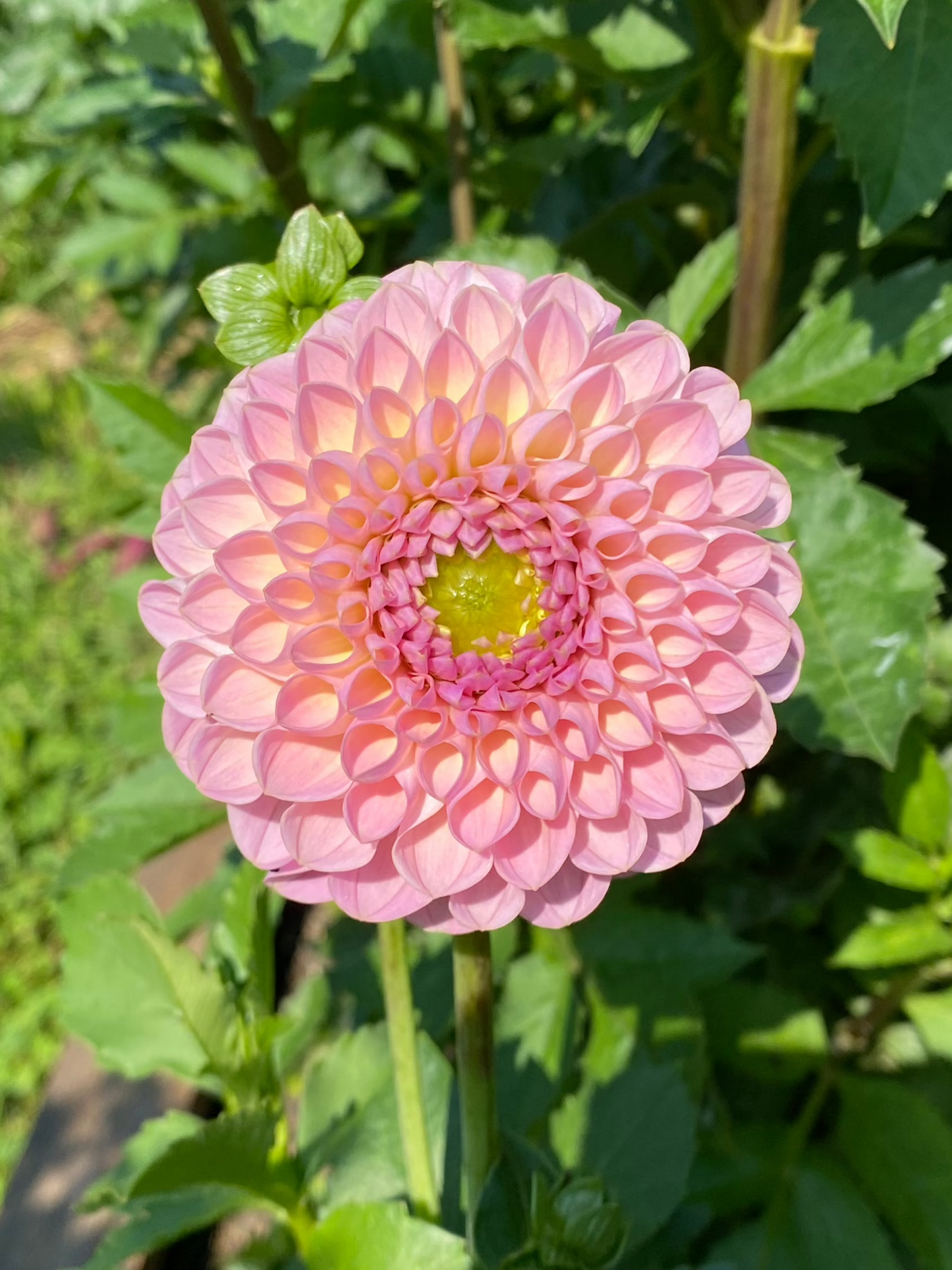 Hamari Rose Dahlia Tuber *Building Stock*