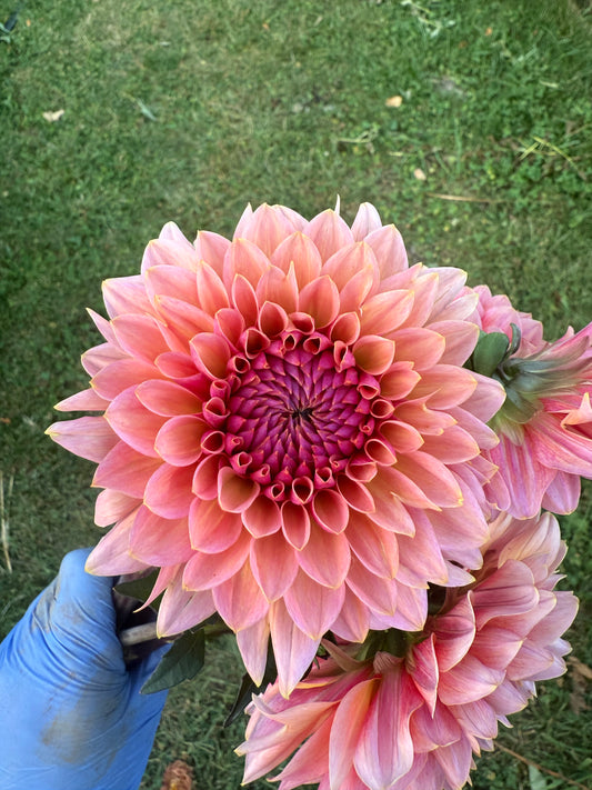 Sweet Sanne Dahlia Tuber