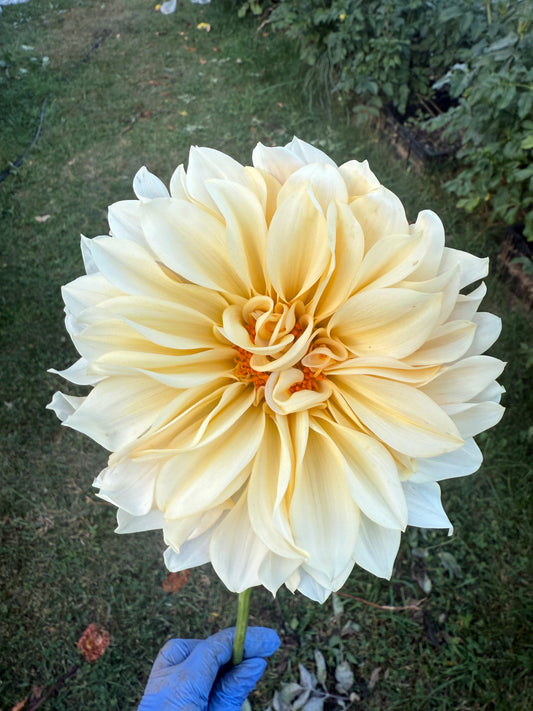 Jolene aka Cafe Au Lait Mini Dahlia Tuber