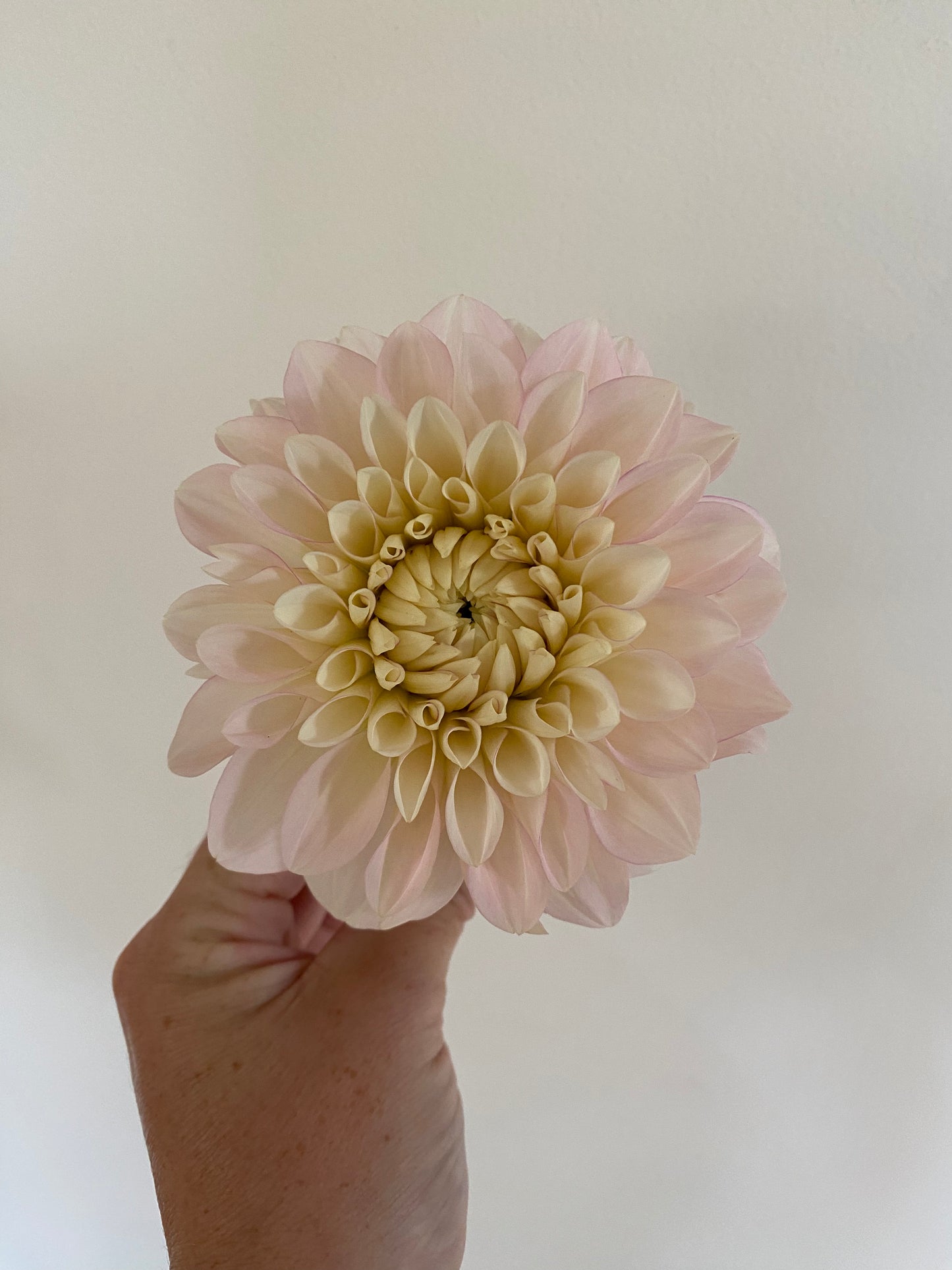 Daddy's Girl Dahlia Tuber