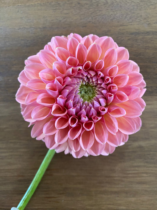 Linda's Baby Dahlia Tuber