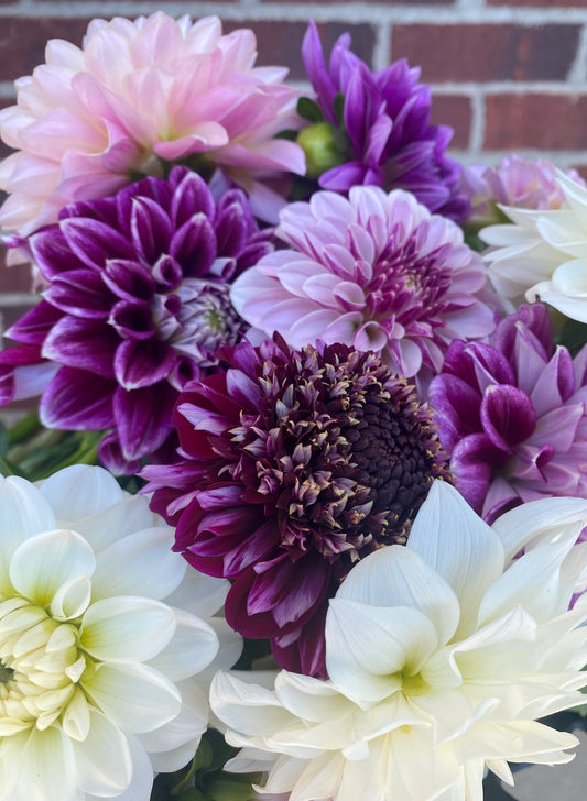 2025 Dahlia Bouquet Subscription