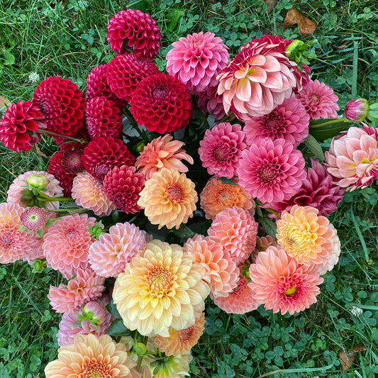 Bulk Dahlia Buckets