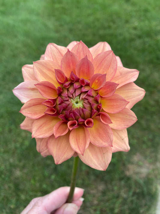 Lee's Ginger Fleck Dahlia Tuber