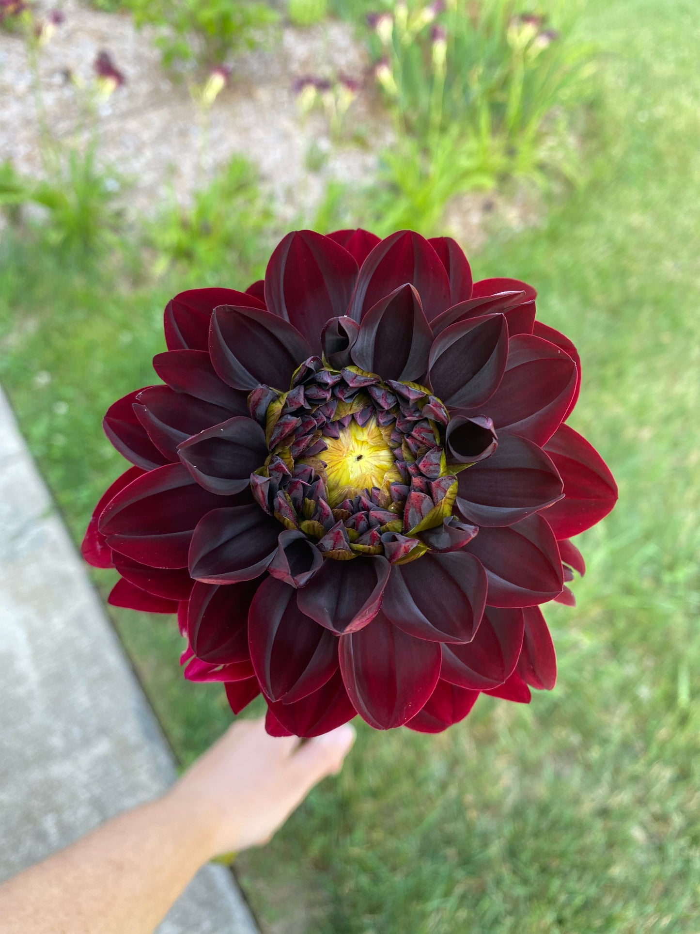 Manoa Dahlia Tuber