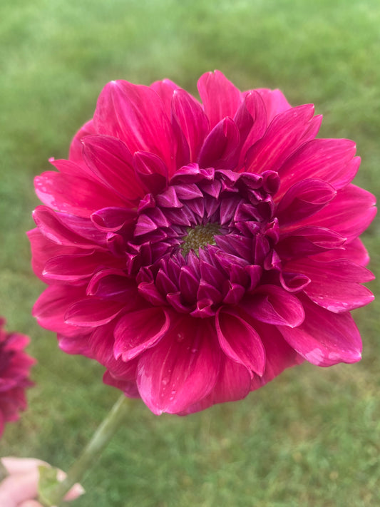 Perch Hill Dahlia Tuber
