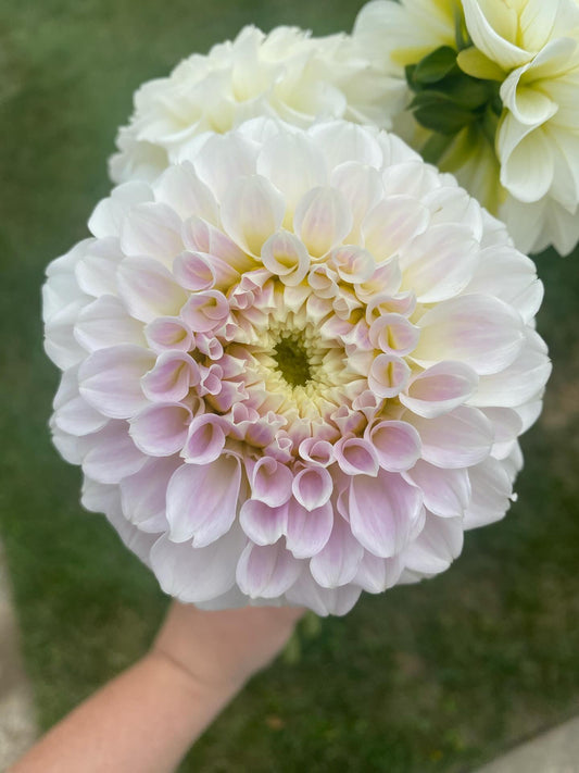 Irish Ruffles Dahlia Tuber