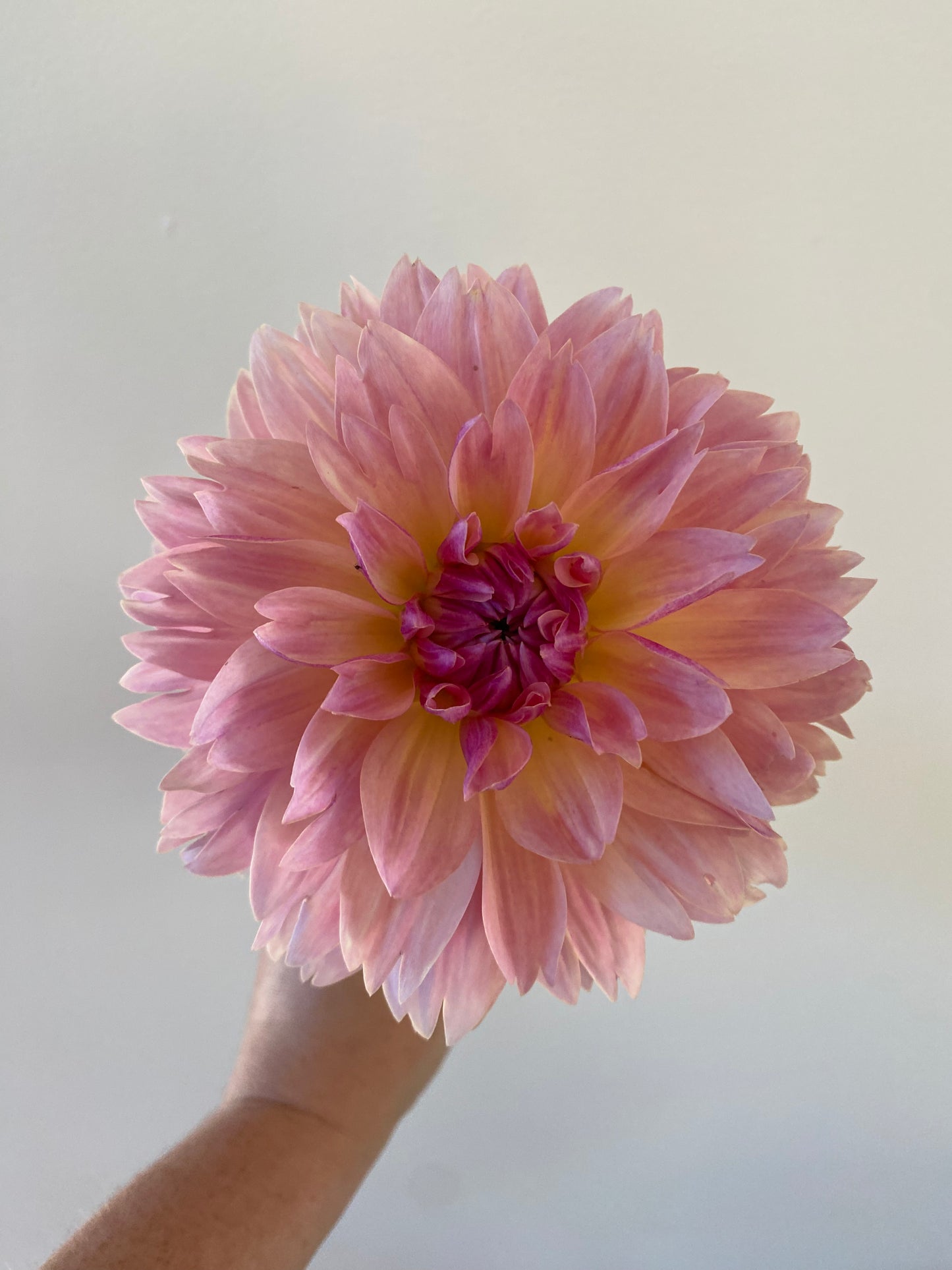 Joel's Favourite Dahlia Tuber