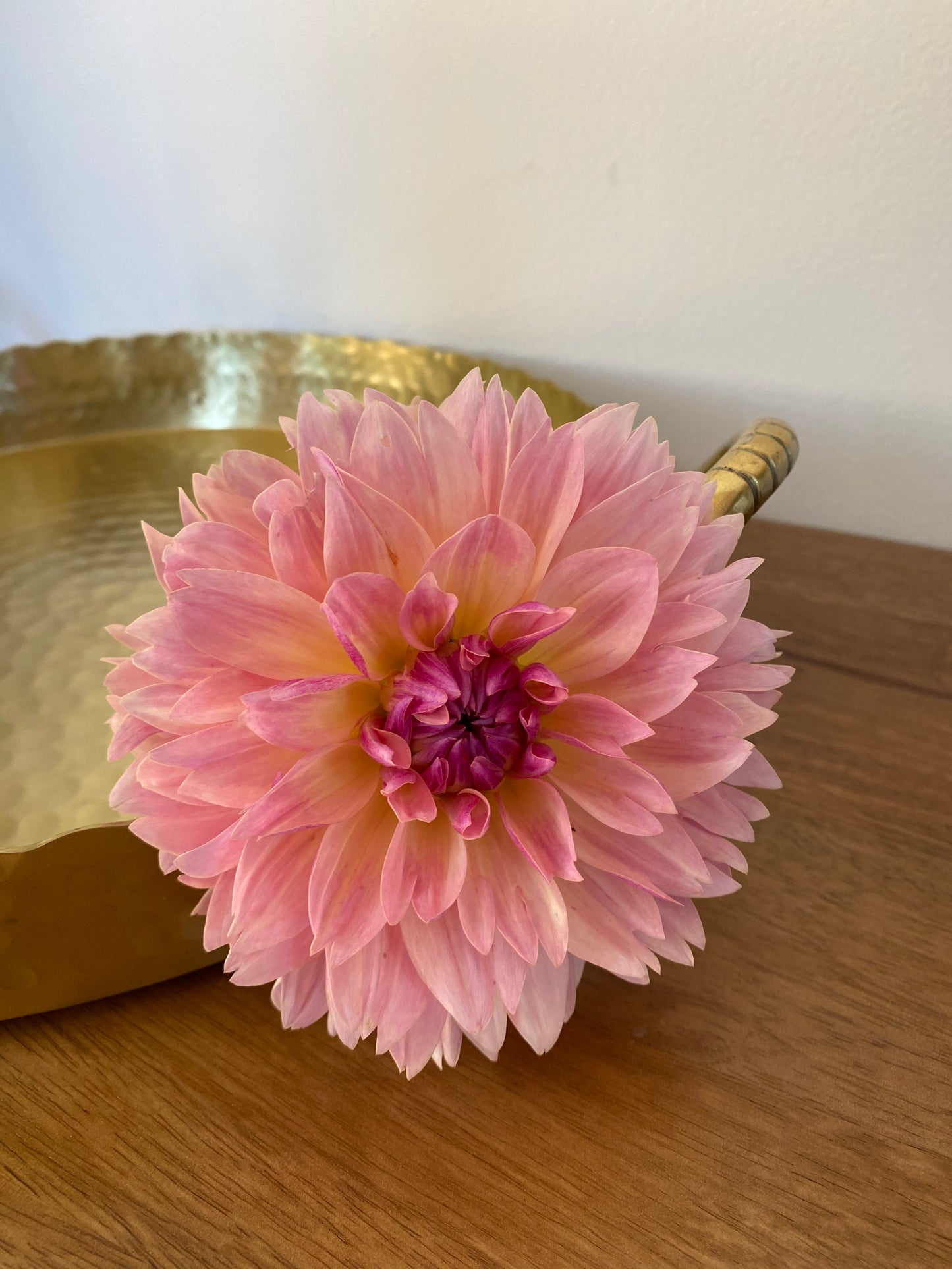 Joel's Favourite Dahlia Tuber