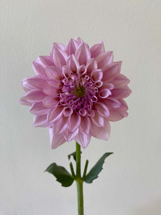 KA's Mocha Jake Dahlia *cut flower only*