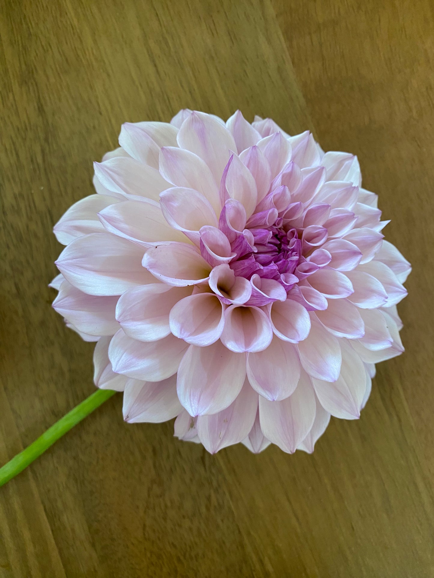 KA's Pearl Dahlia Tuber *cut flower only*