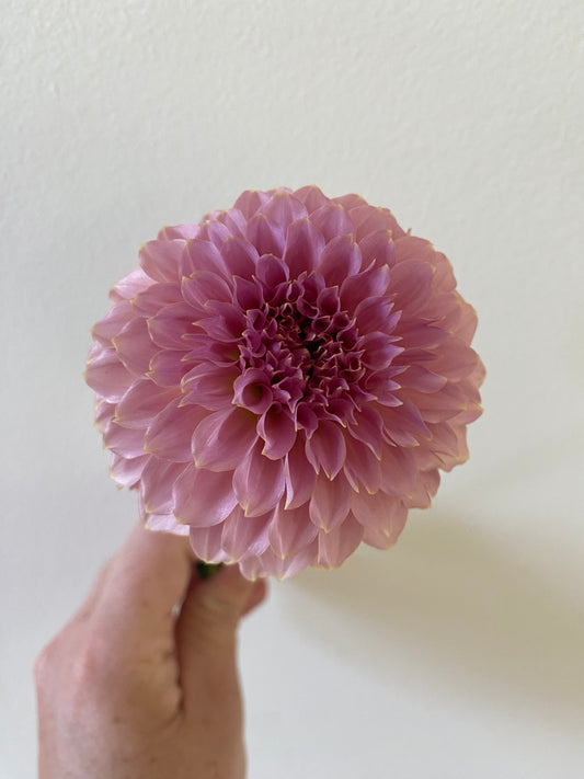 KA's Coral Sea Dahlia Tuber *cut flower only*