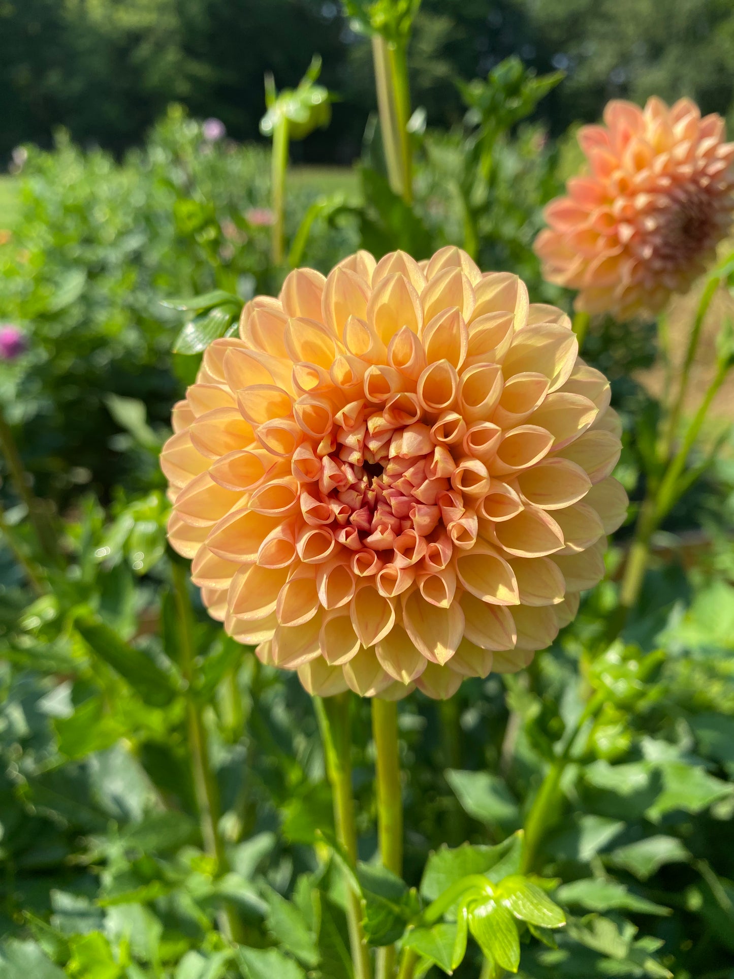 Lark's Ebbe Dahlia Tuber