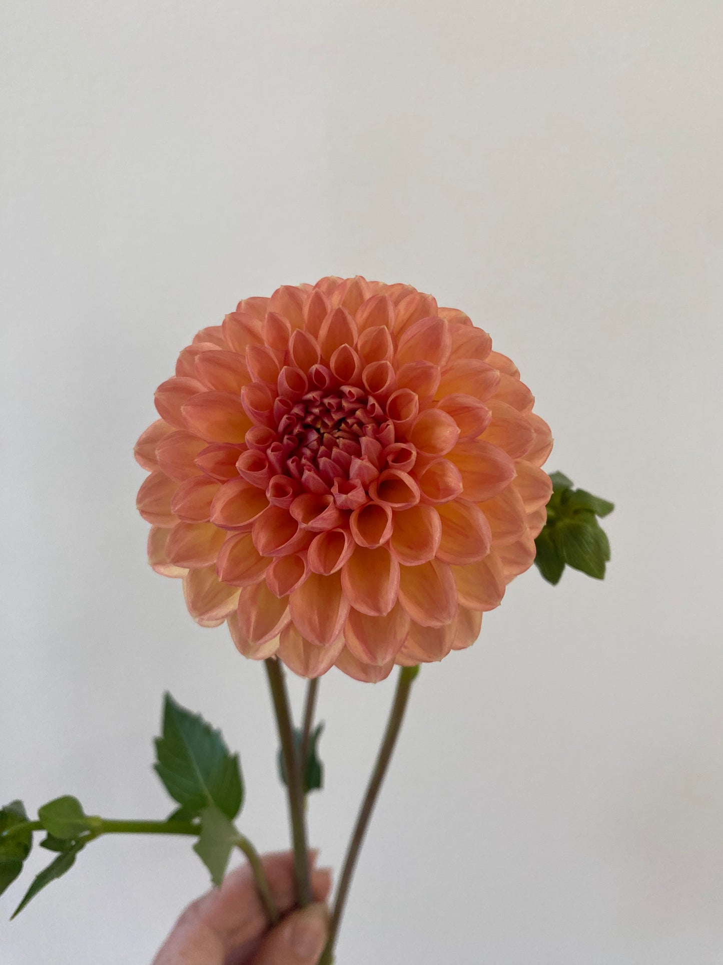 Lark's Ebbe Dahlia Tuber