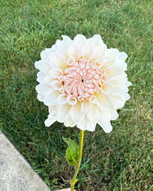 Levi's Opal Twist Dahlia Tuber