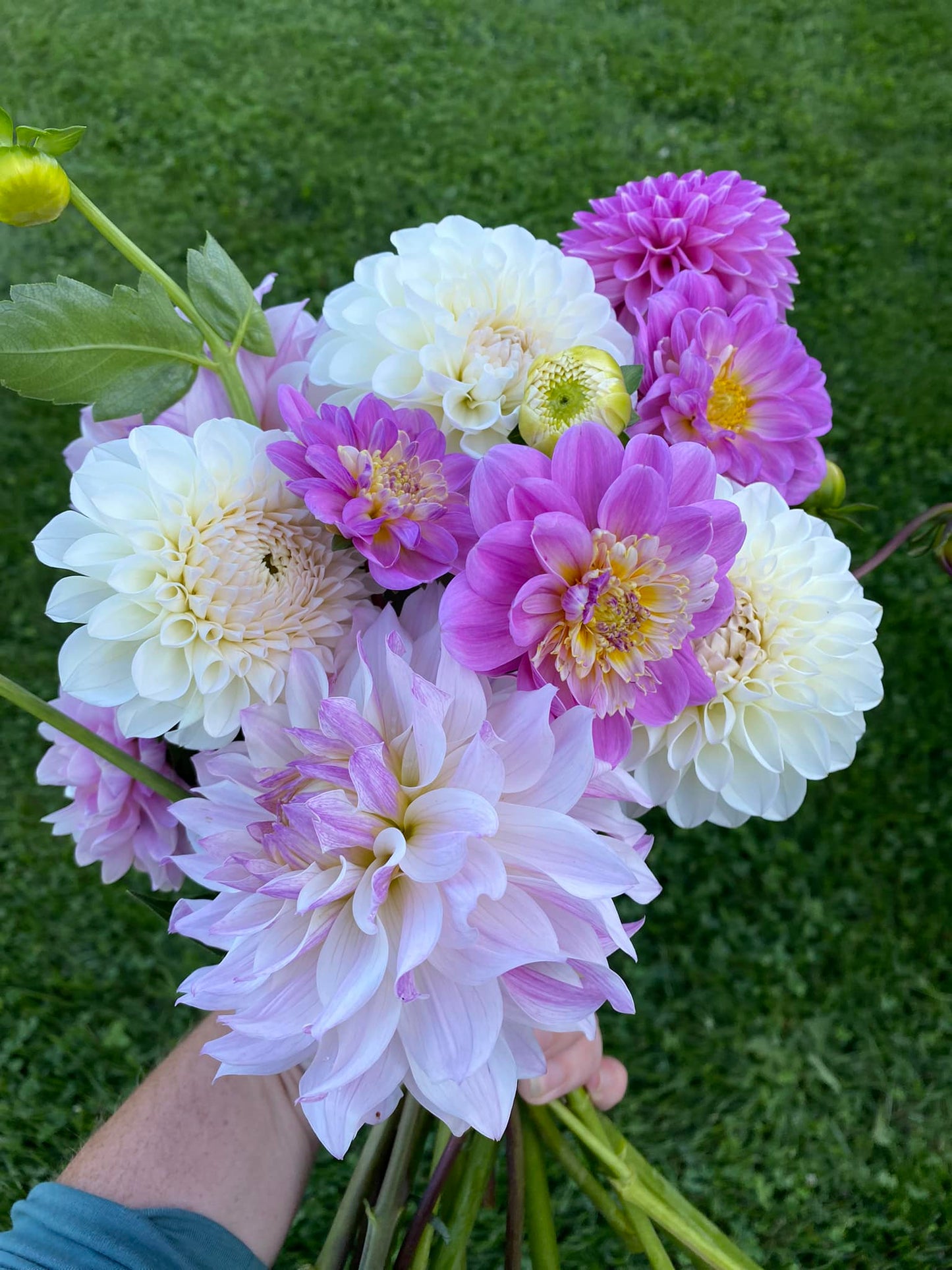 Bloomquist Compare Dahlia Tuber