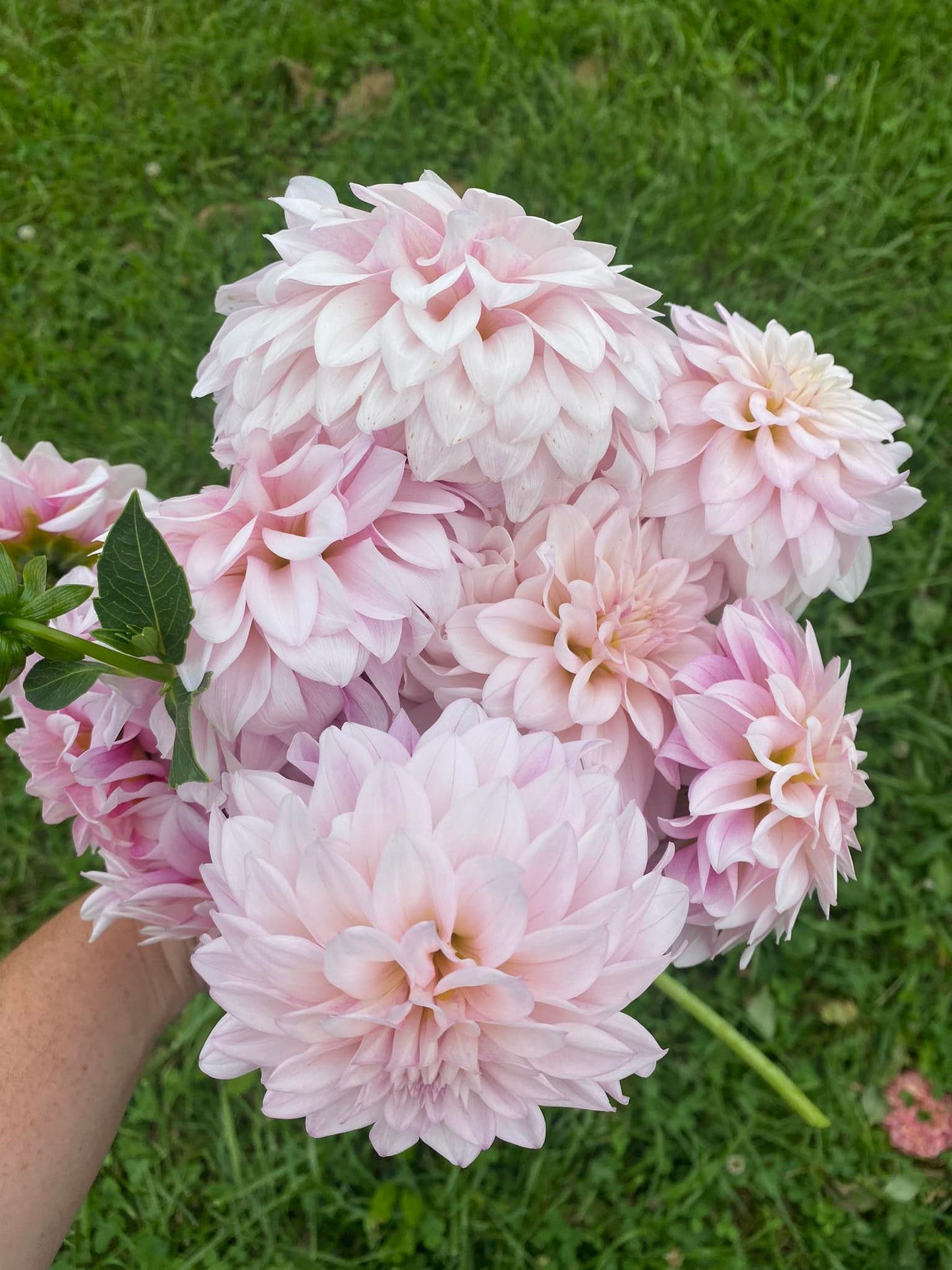 Mocha Jake Dahlia Tuber
