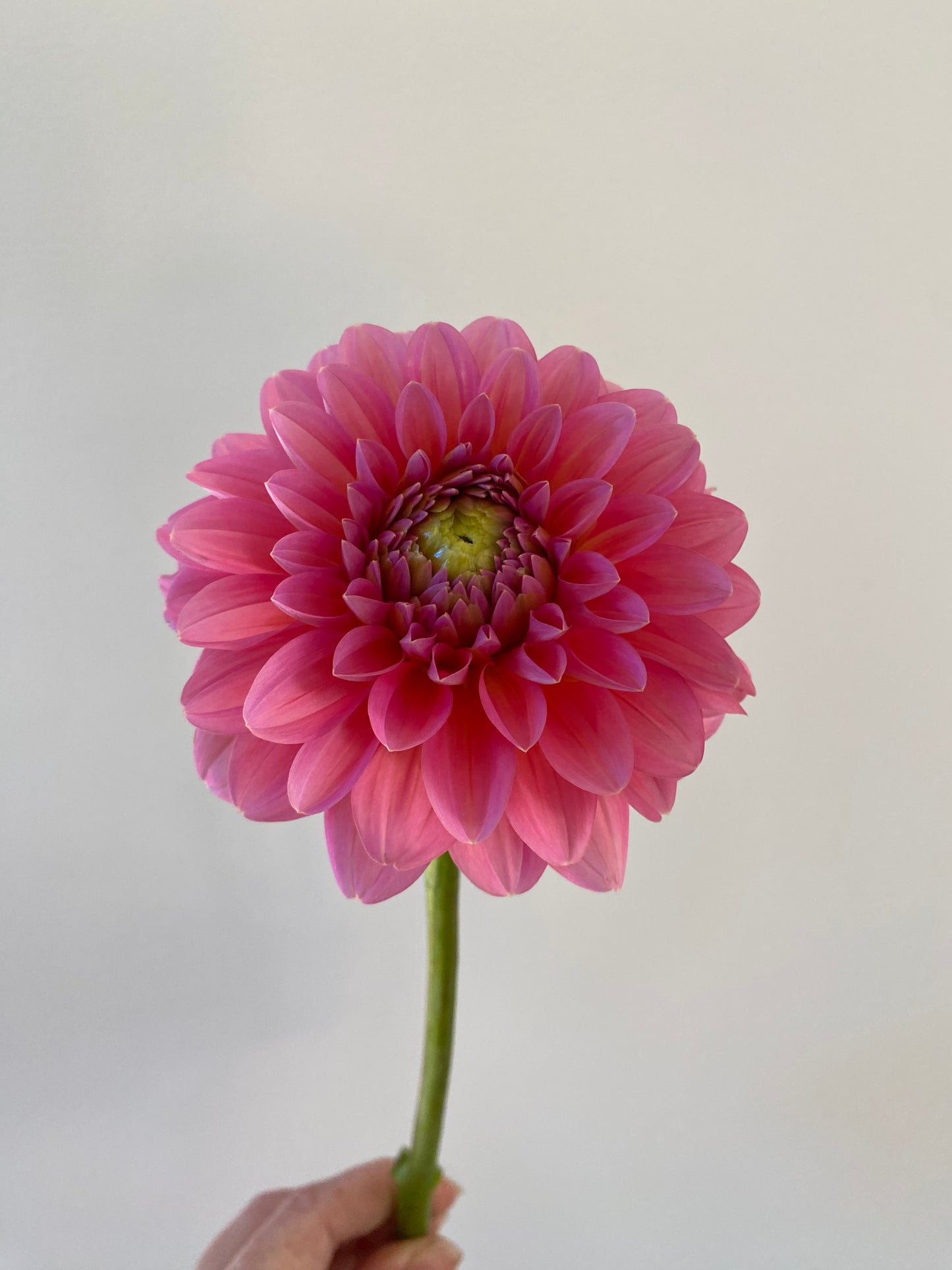 Pink Runner Dahlia Tuber *Building Stock*