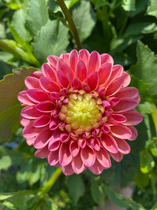 RM Watermelon Dahlia Tuber