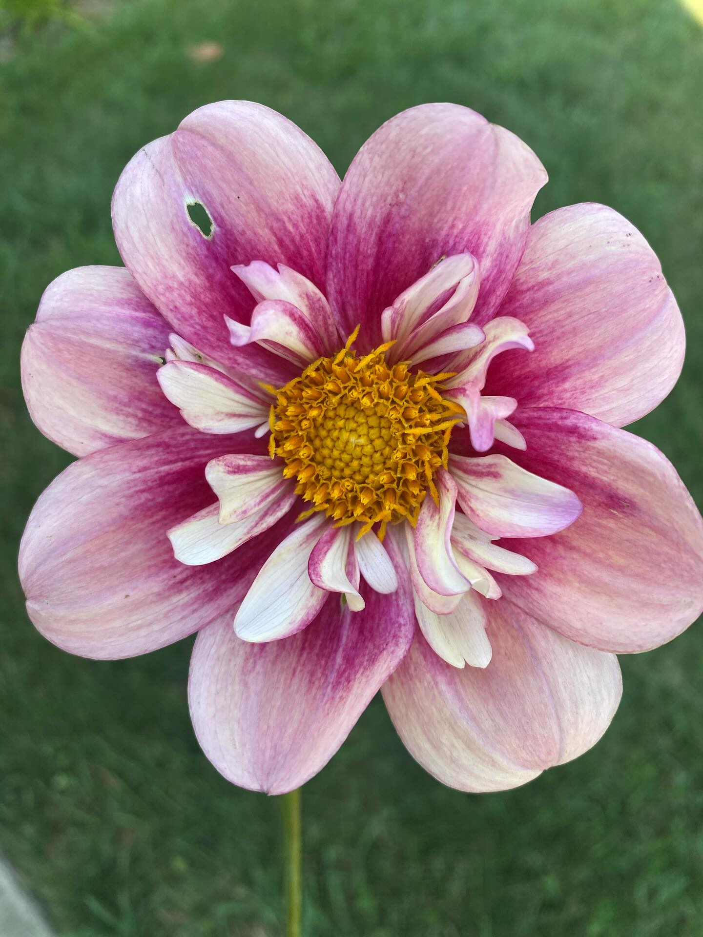Rhubarb and Custard Dahlia Tuber