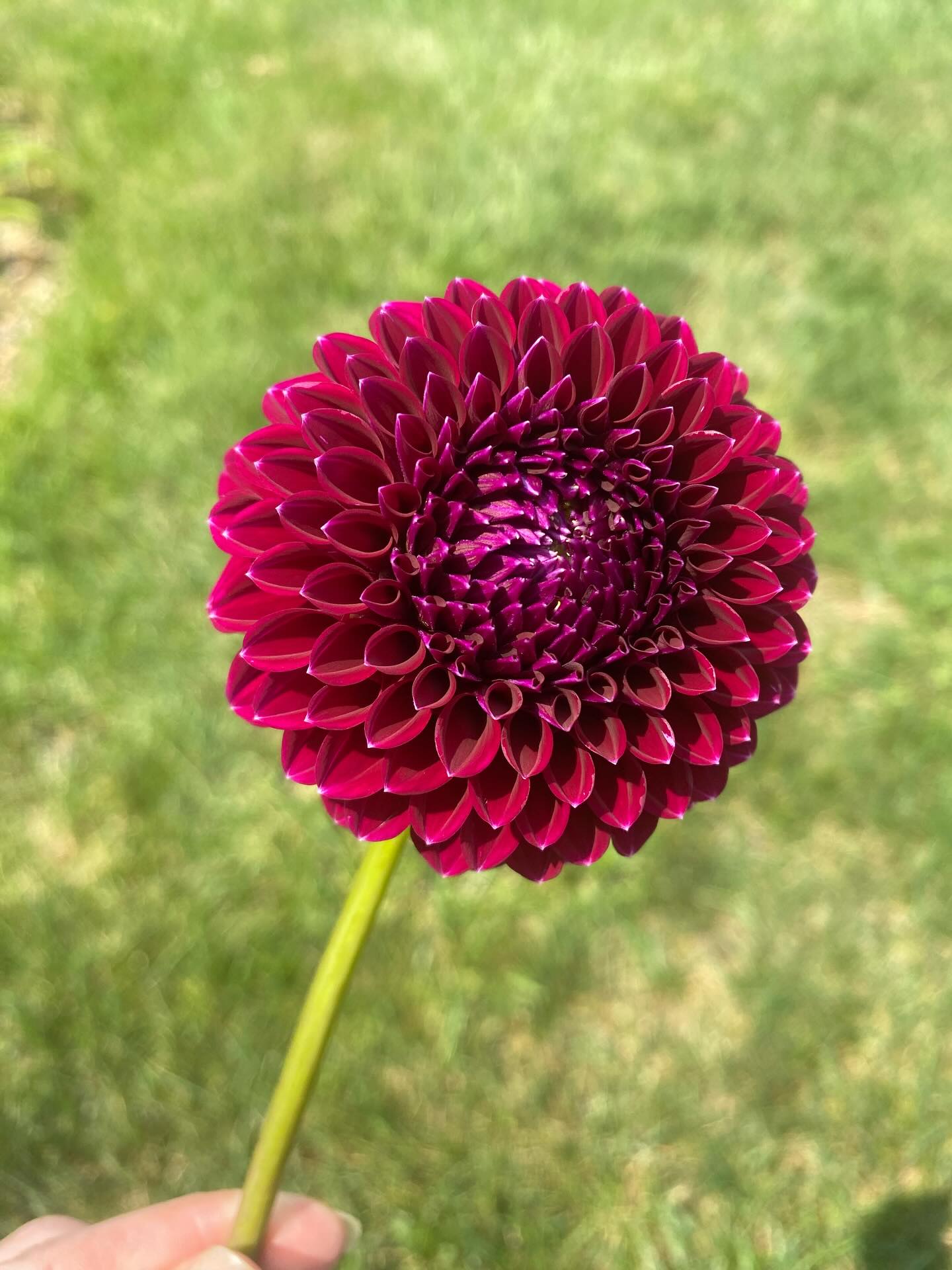 Saddlerock Tiny Giant Dahlia Tuber