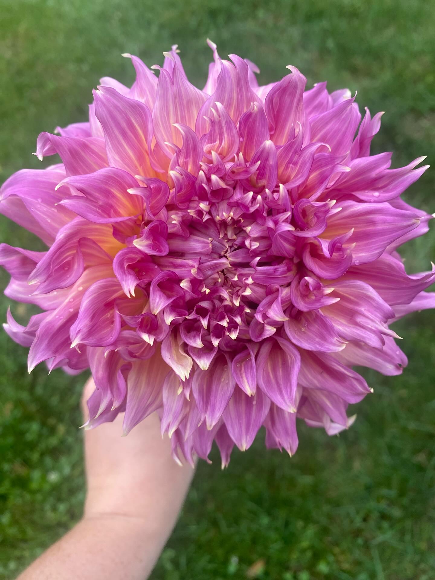 Summer Rain Dahlia Tuber