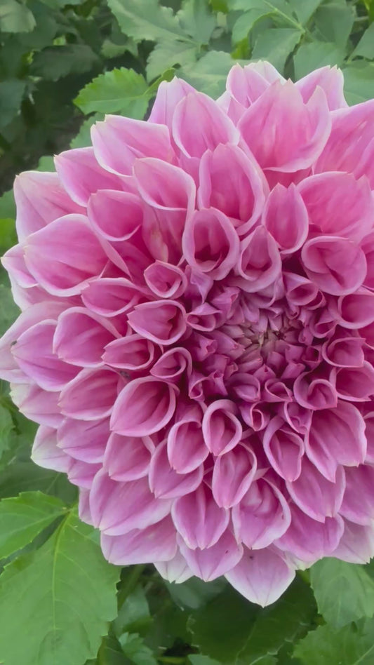 Formby Duke Dahlia Tuber